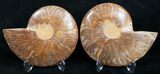 Polished Ammonite Pair - Golden Coloration #9610-1